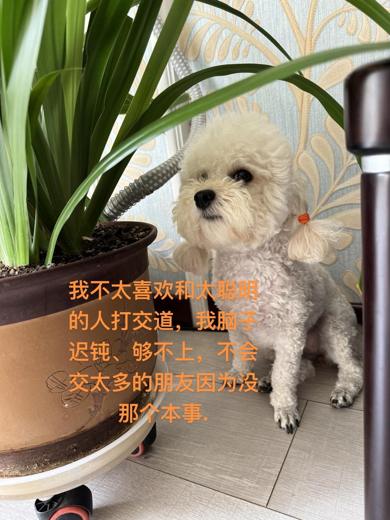 因为我脑子迟钝、够不上，不会交太多的朋友没那个本事不养狗不知道养狗的乐趣