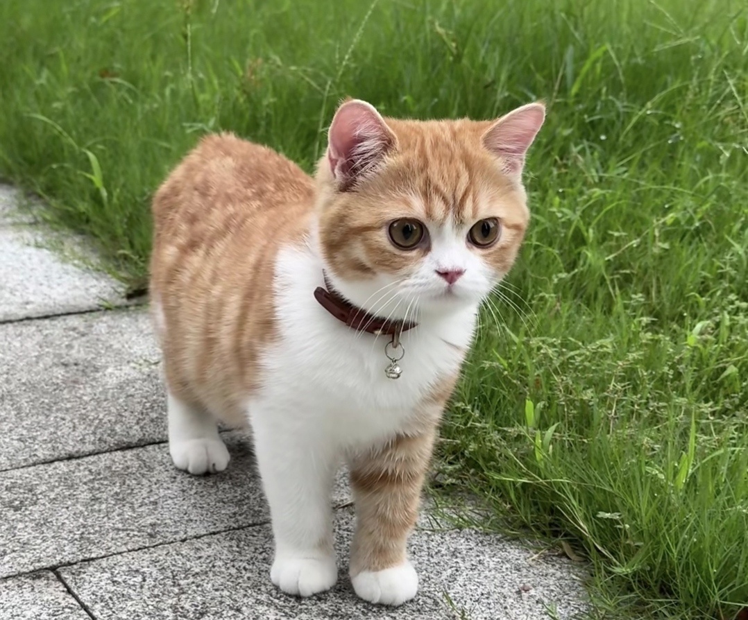 【猫咖里的毛孩茶话会】周末的猫咖刚打烊，暖黄的吊灯还留着两盏，收拾一半的木桌上摆