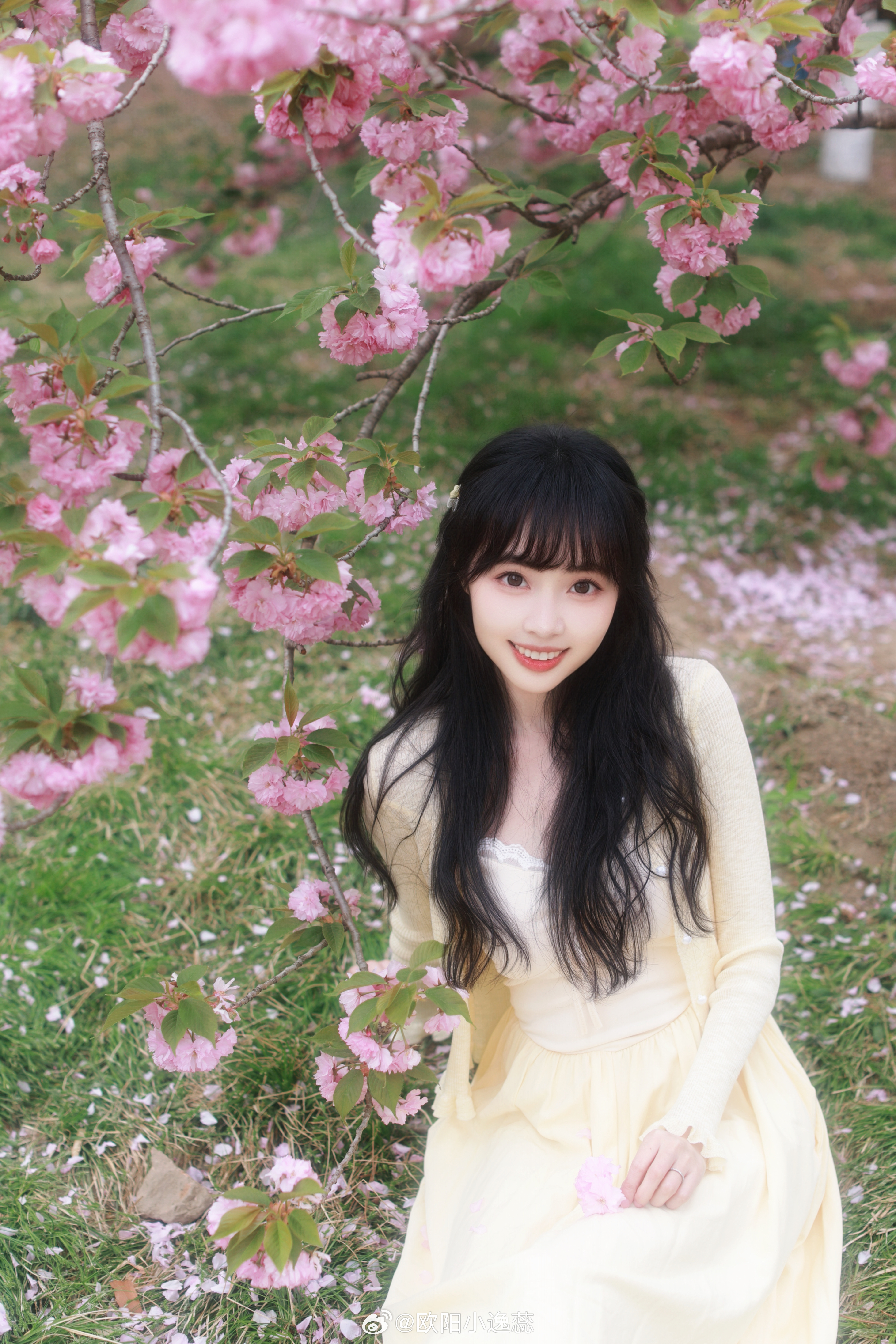 晚樱盛开🌸 北京·樱花谷