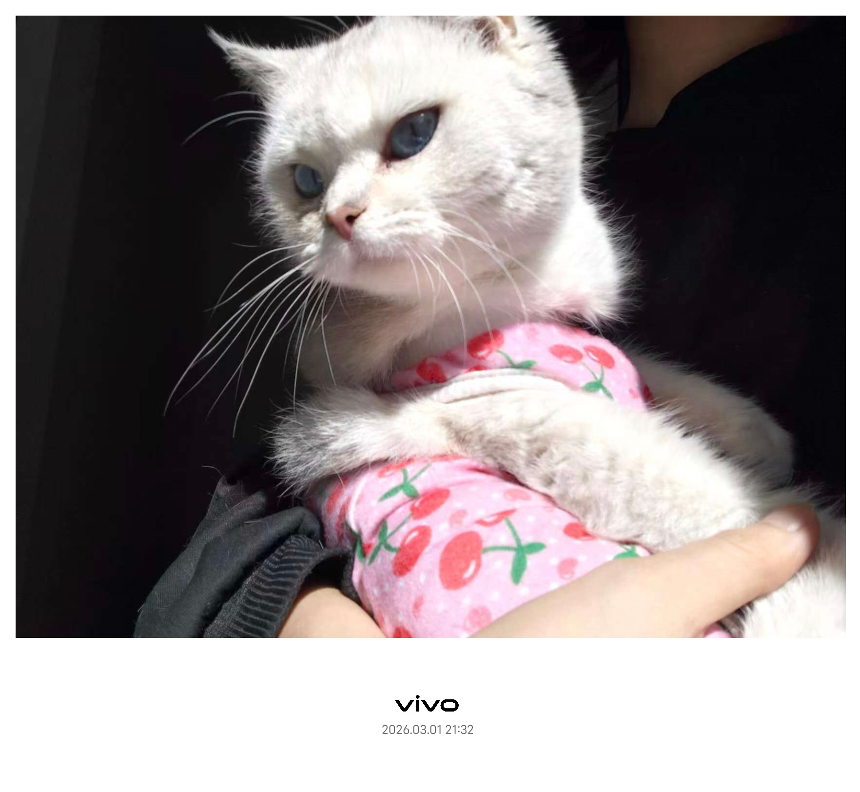 我朋友和我聊天最多的一句话：看看猫，看看狗 