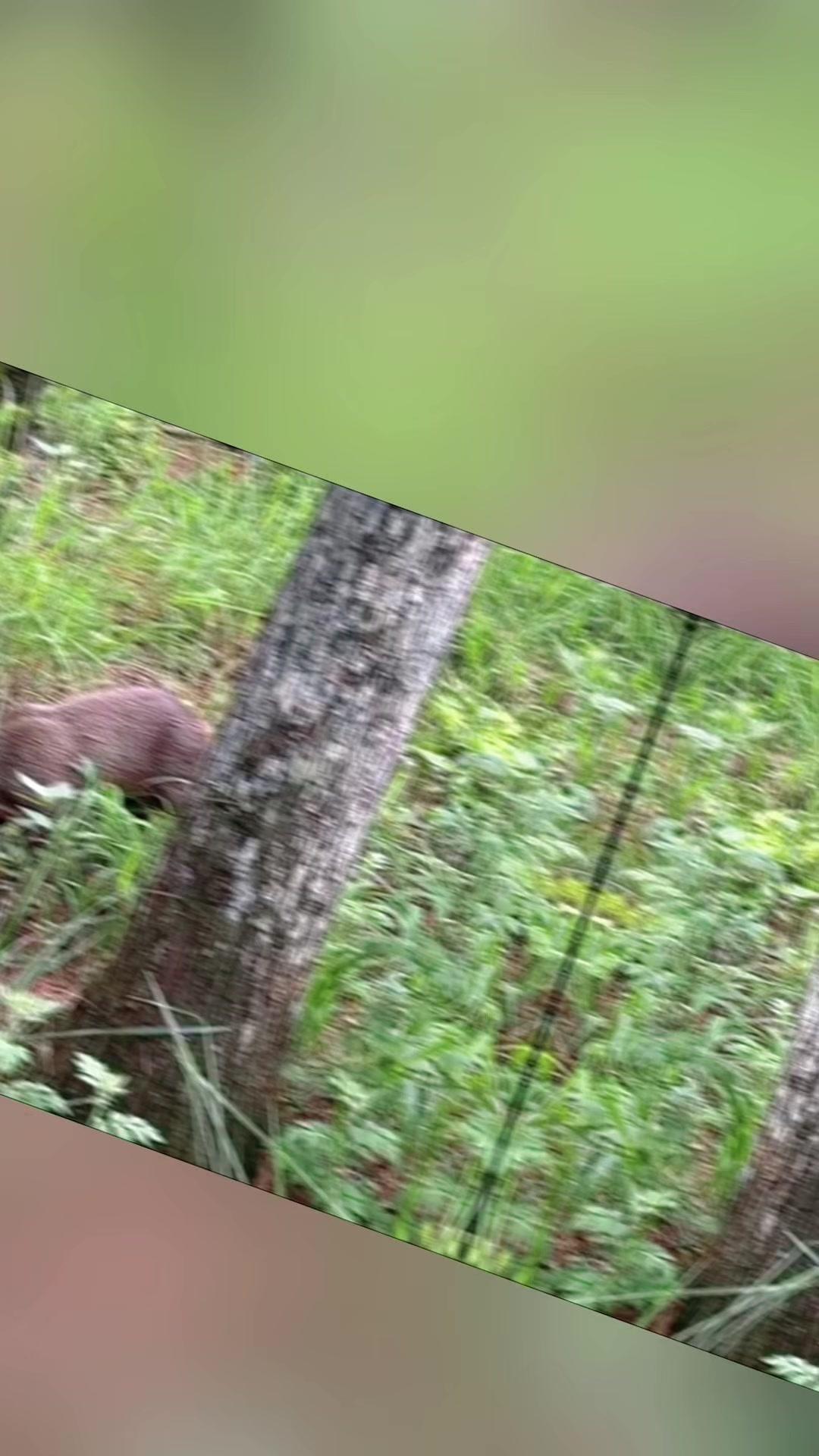 林麝咳喘反复？根源在这4点！🐾林麝咳喘总不好？别只盯着肺，问题可能出在肝气郁结