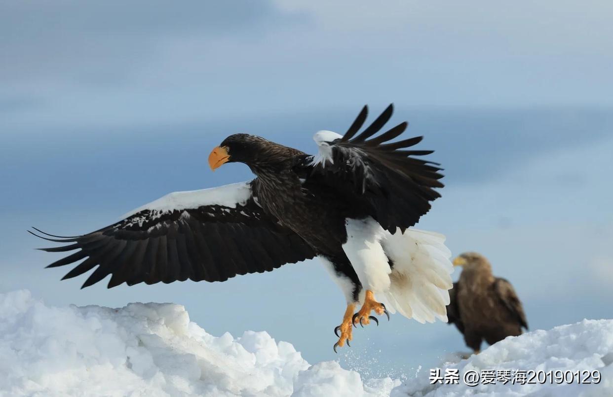 《闻观鸟年花费百万有感》
朱门观鸟掷千金，
豪车长驱逐飞禽。
乡野终年躬耕苦。
