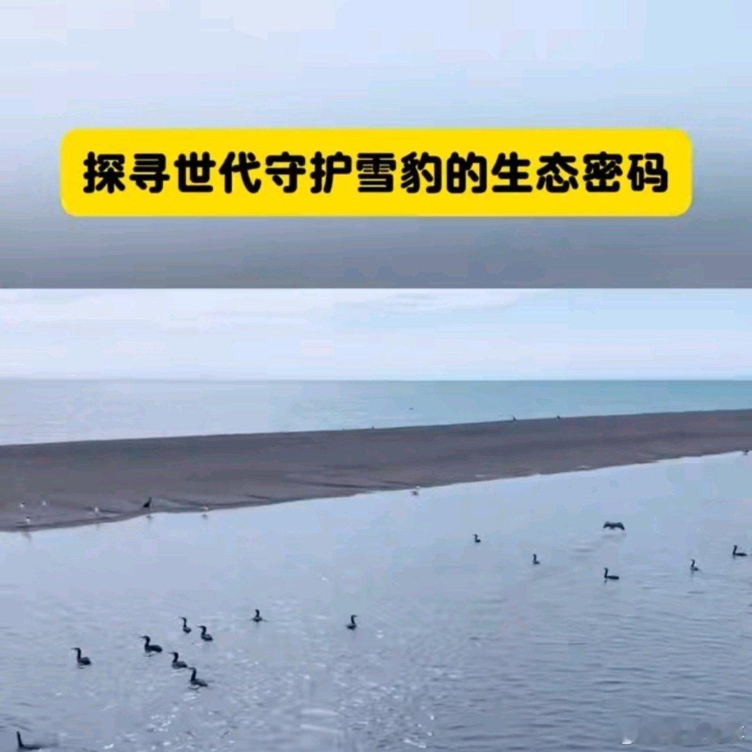 探寻世代守护雪豹的生态密码 在海拔4000米的雪域之上，雪豹的身影藏着高原最珍贵
