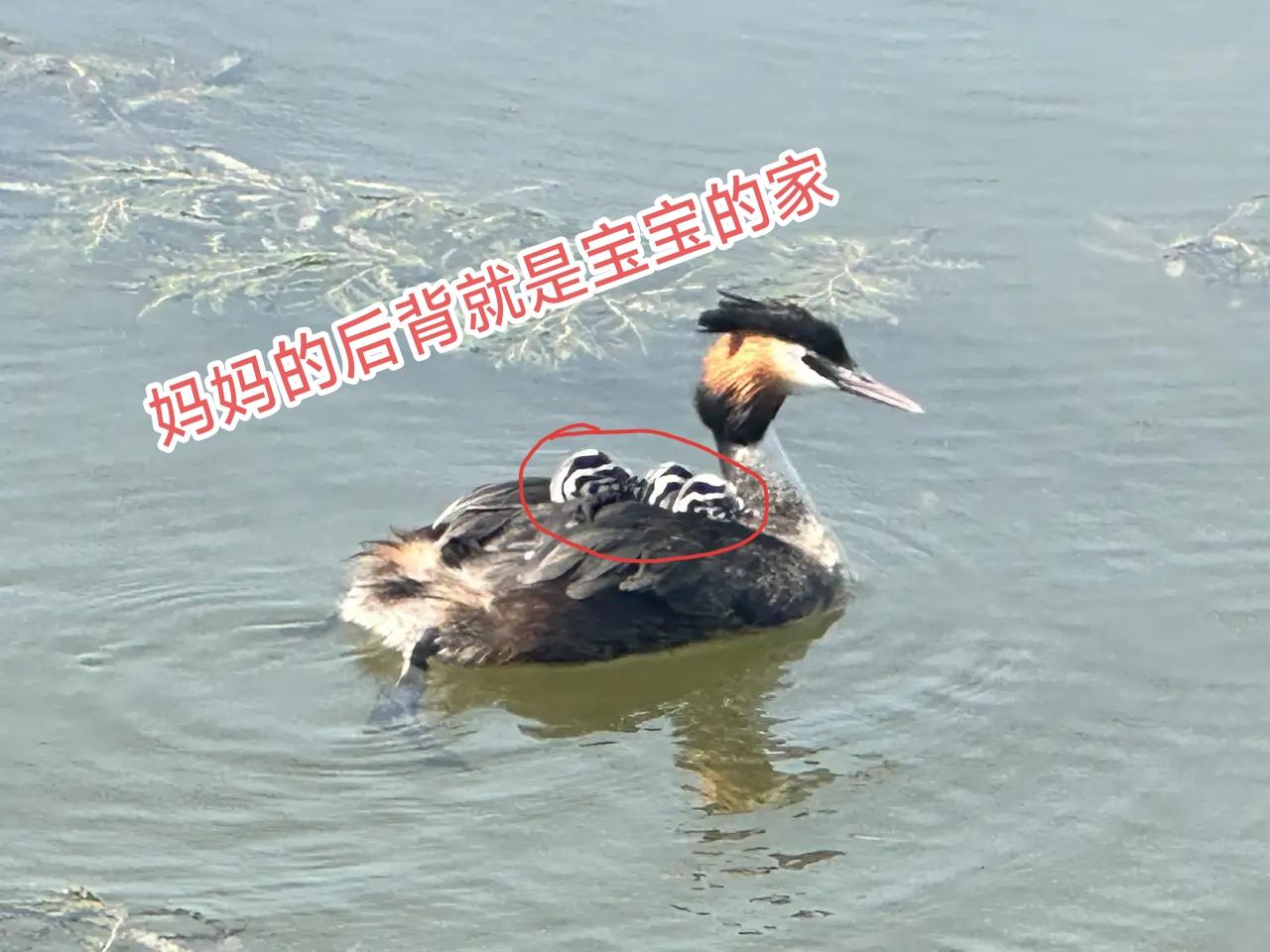 母爱的力量是伟大的！野鸭子也不除外！