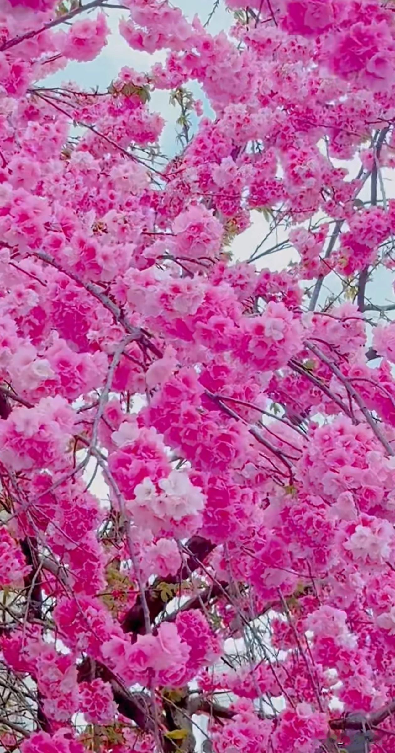 抬头撞见满树垂枝樱花，层层叠叠的粉白花瓣像把春天揉碎了挂在枝头，风一吹，连空气都