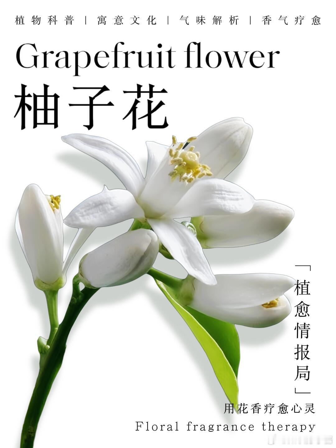 奇妙生物圈植物科普植物观赏 花香科普|柚子花又称朱栾花：苦涩的爱一、植物科普1、