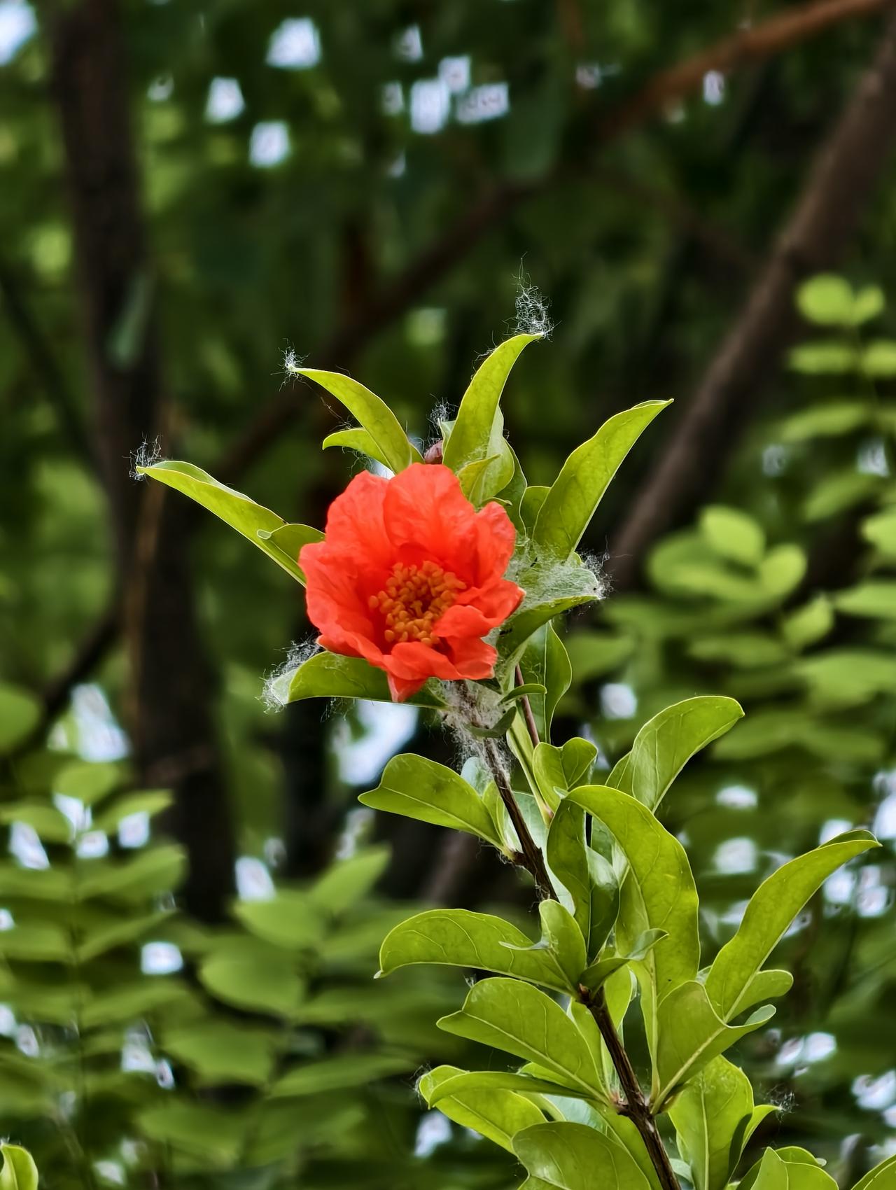五月（公历），正是石榴树开花季节，果实很快就要成型。
现在欣赏石榴花正当时！