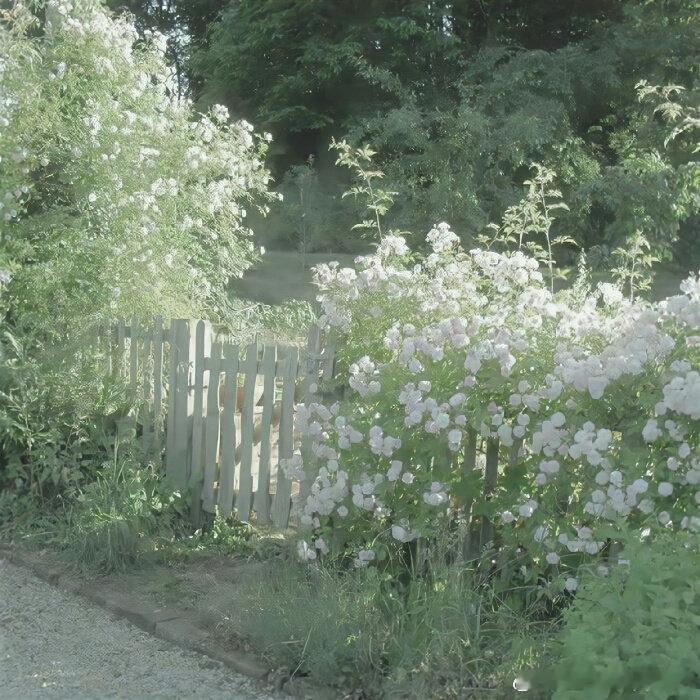 每日一善  阳光信用 心宽，宽大为怀是足智多谋的恬静；心正，正大光明是憨厚耿直的