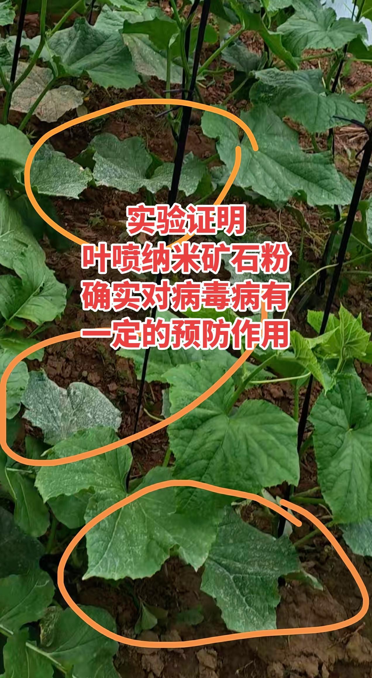 实践证明：叶片纳米矿石粉确实对病毒病有一定的预防作用 病毒病防治 黄瓜种植 丝瓜