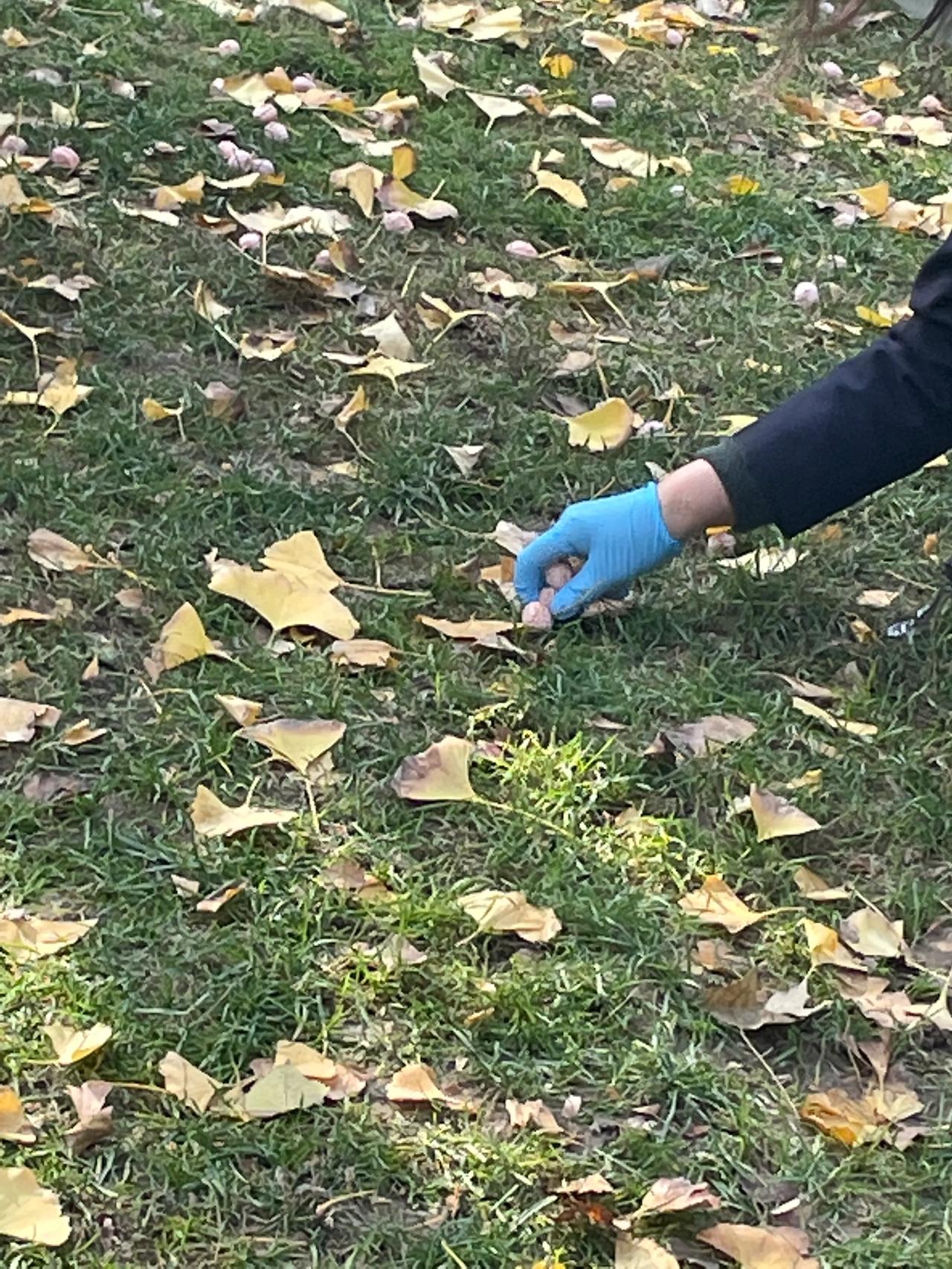 生活日记 婺源篁岭有晒秋，我们庄里有捡秋。银杏果会坠落，与金黄的落叶相伴。捡拾起