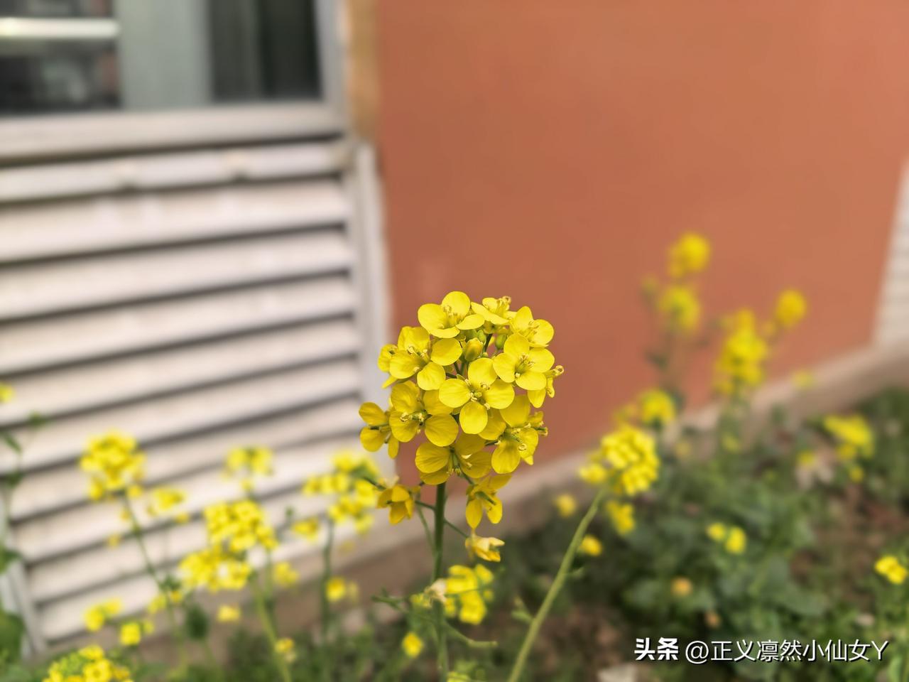 🌸‧₊˚🦋掉进春天里📸
风里都是春天的味道了，
赴一场，关于花开的约定，