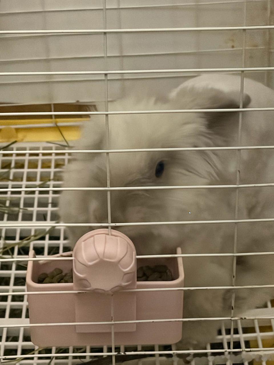 14399🐇【我好害怕啊】家里进老鼠了 