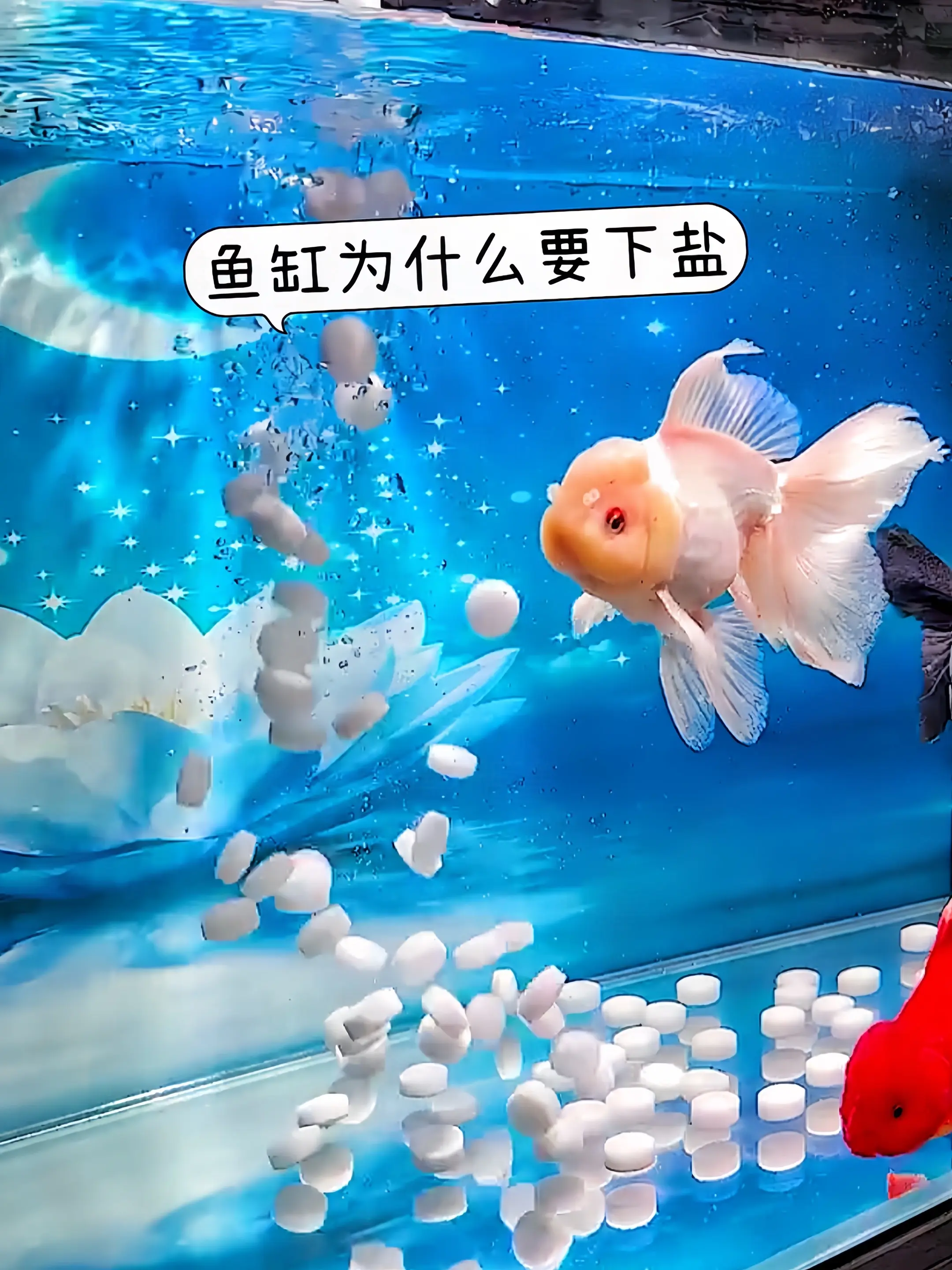 1. 科学配比，全能守护：精准调配观赏鱼专用盐比例，杀菌、消炎、平衡渗...