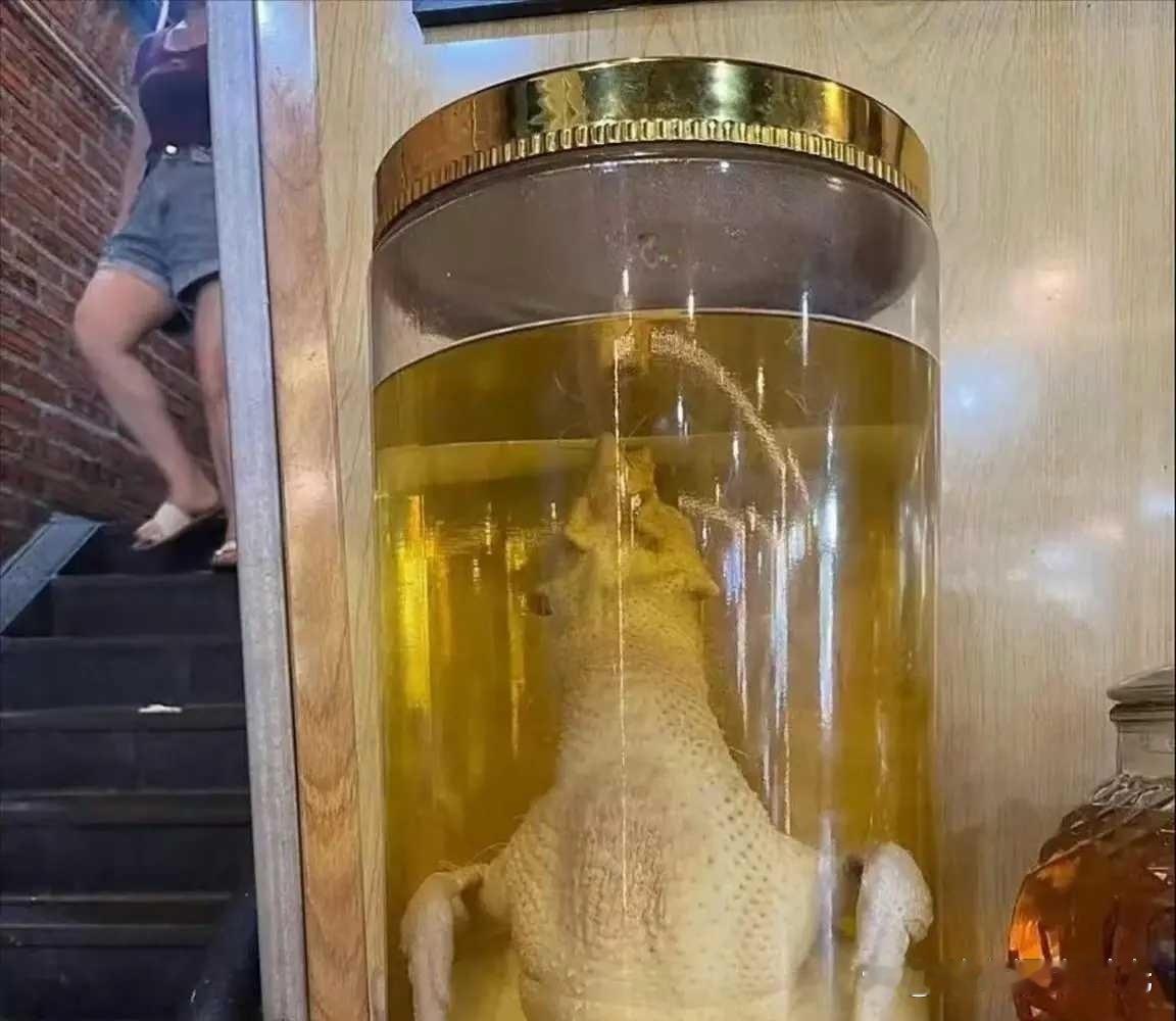 一个敢泡一个敢喝 真是太牛了 