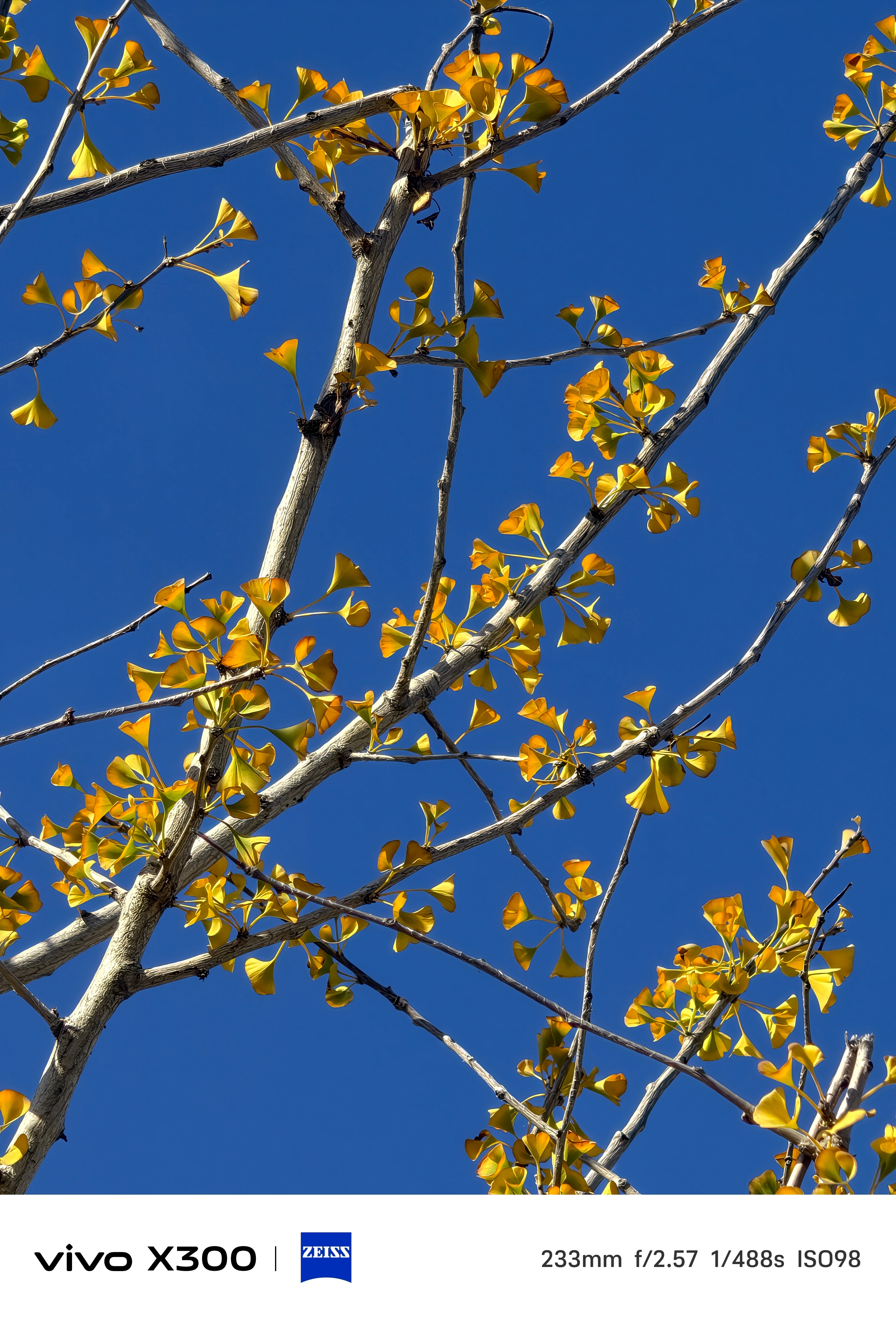 别看vivo X300命名里面没有Pro，但是拍摄体验一点也不输别家Pro机型，