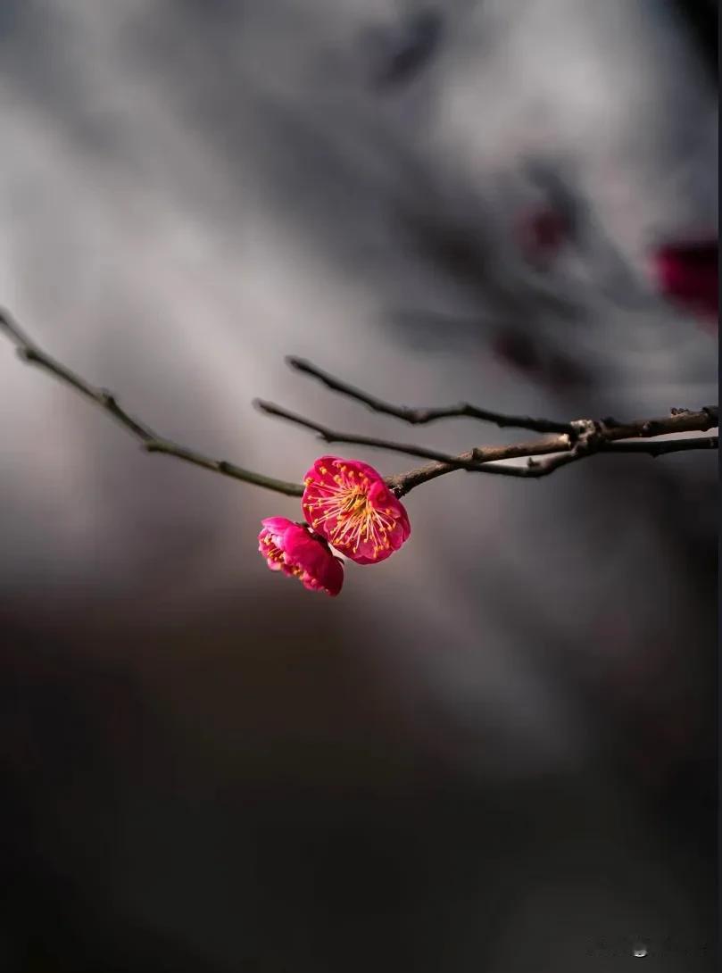 风守花期约，指间绕梅香。