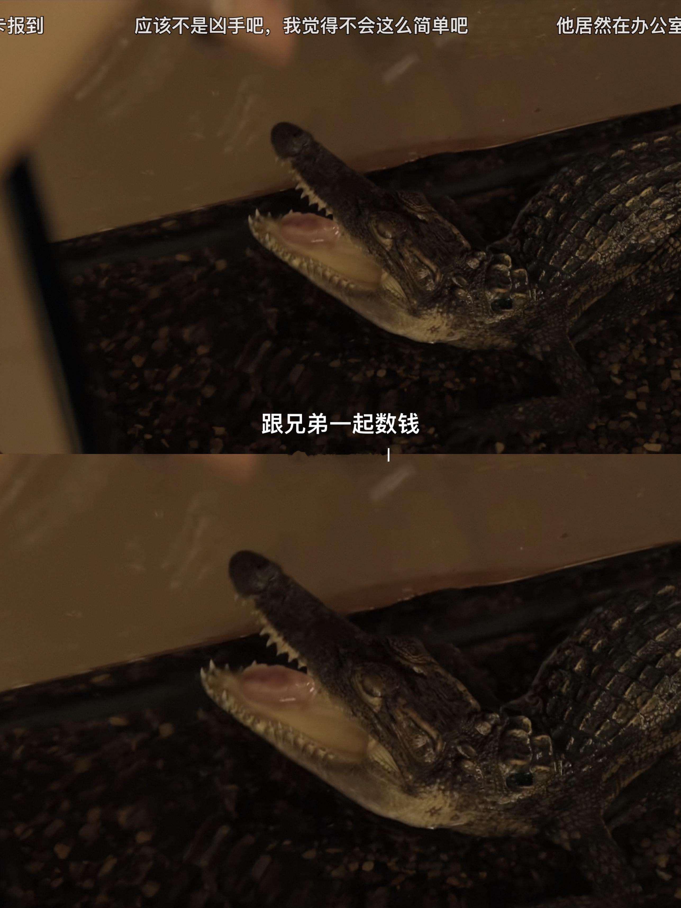 🐊友情出演黑夜告白 