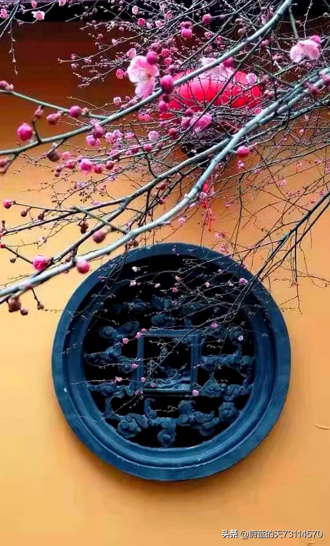 [玫瑰][玫瑰]瞥见墙角盛开的梅花与古窗的完美结合，那画面瞬间就把我吸引住了。