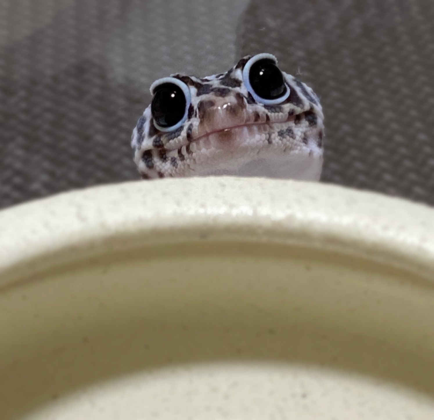 守宫 大眼睛迷人崽！【推：repmaru_02】 