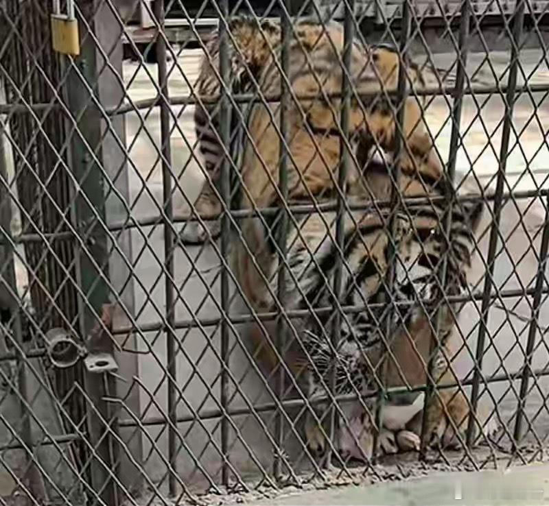 动物园隐瞒老虎死亡事实，结果却只是园长停职、饲养员公开道歉？ 老虎是我们国家一级