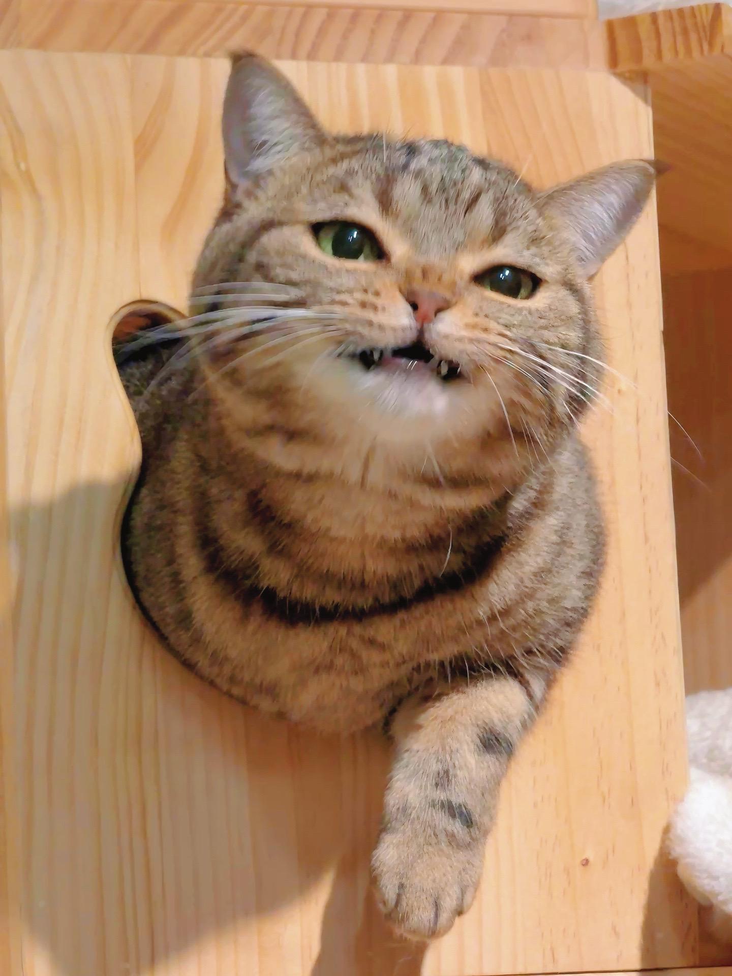 抓住一个猫猫探头。感觉过了个肥年
