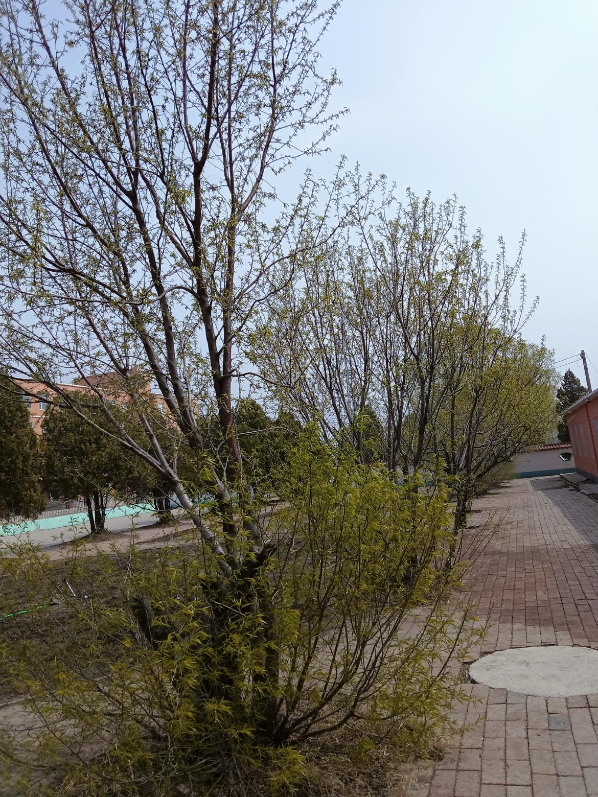 春日暖阳下，绿意盎然的庭院小径。