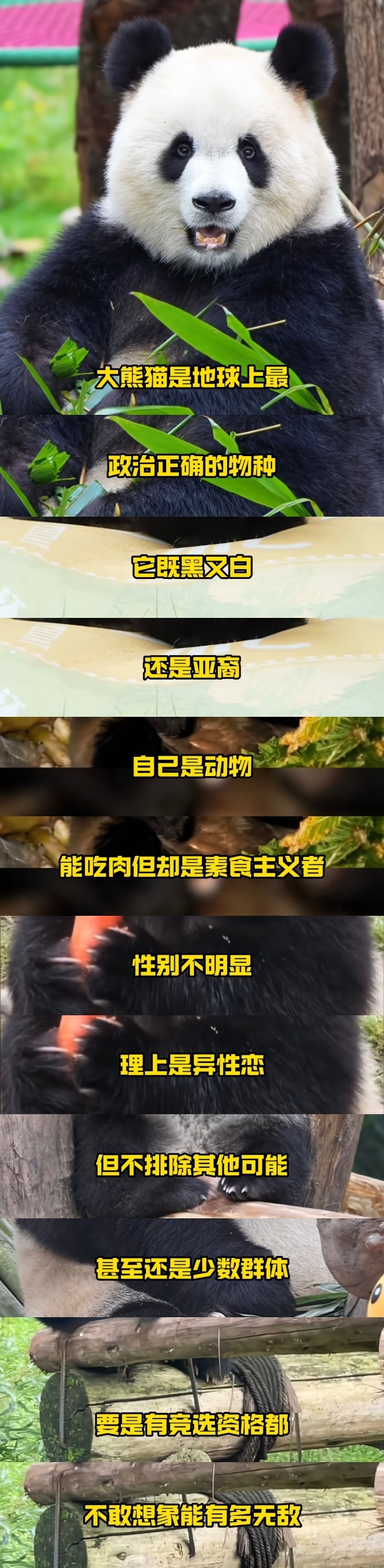 原来熊猫是世界上最政治正确的物种[泪奔] ​​​