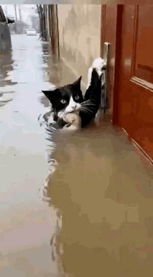 猫妈妈真的是尽力了[赞]
被救下来后浑身湿透了还不愿放下猫仔仔[祈祷][祈祷][