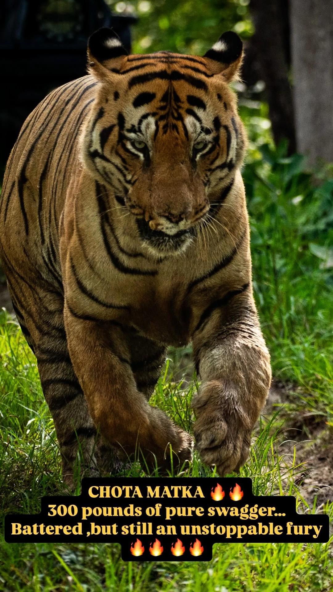 【塔多巴】发布于2025年8月21日，拍摄于最近，目击雄虎t126“小...