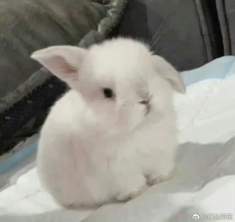 发现了去年今日发的可爱兔子，真的可爱所以再发一遍，晚安了 