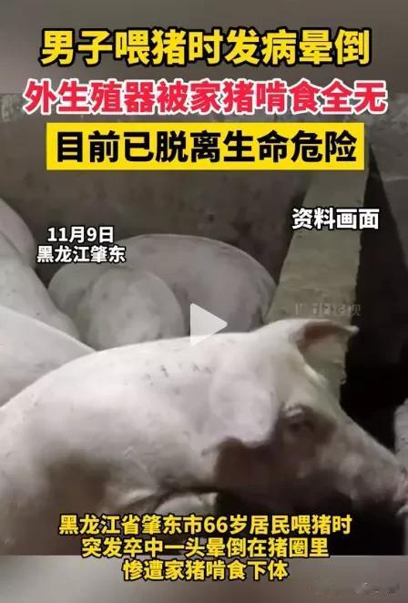 “奇闻呐，猪吃人！”黑龙江，一位66岁的老大爷晕倒在自家的猪圈，惨遭家猪啃食，下