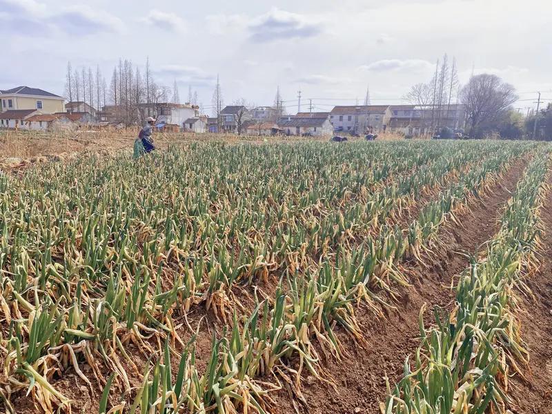 1月19日江苏，男子到菜地里偷大葱，被主人抓现行，男子辩解:就这么点儿，主人：你