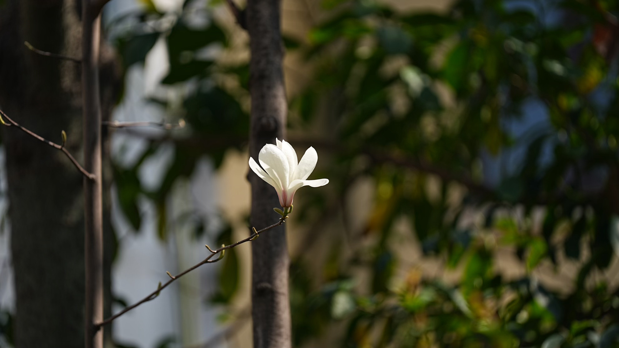 这几天在南京不同地方拍的玉兰花，花期很短，下个礼拜就没有了。 