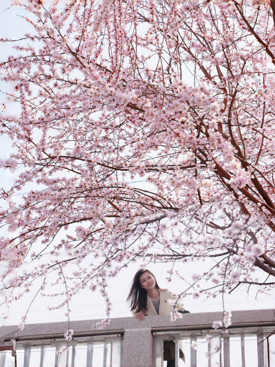 3.14山桃花全城开炸‼️6条赏花citywalk路线