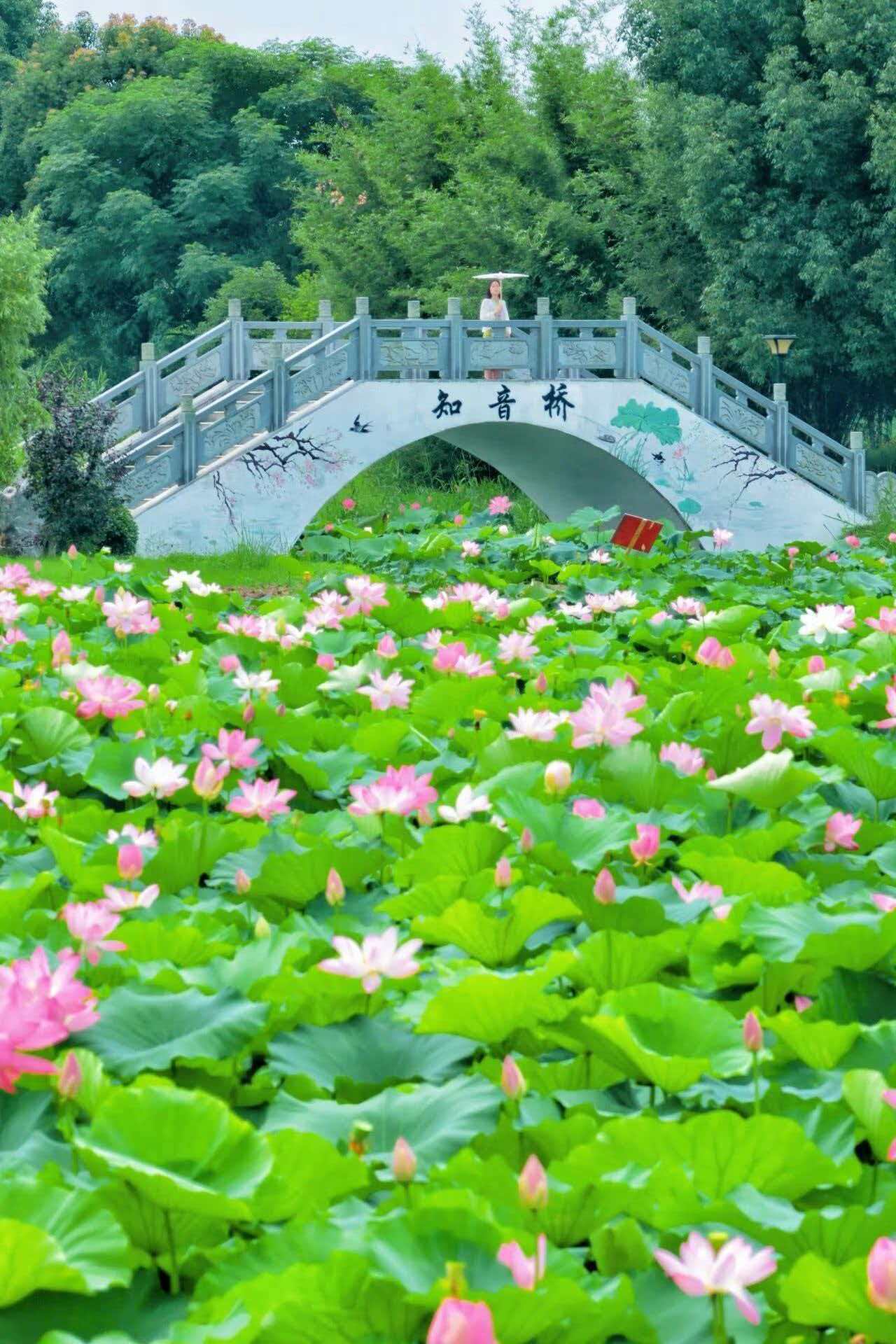 来武汉过周末 【武汉夏日去哪玩？蔡甸赏荷！】蔡甸莲花之乡荷花全面盛放！两处免费宝