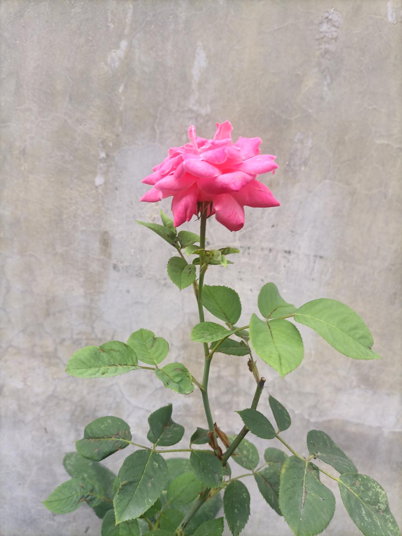 【夏之韵·以花寄情，让生活简单明了】相册里的花花草草
一朵花的成长直至开花绽放，