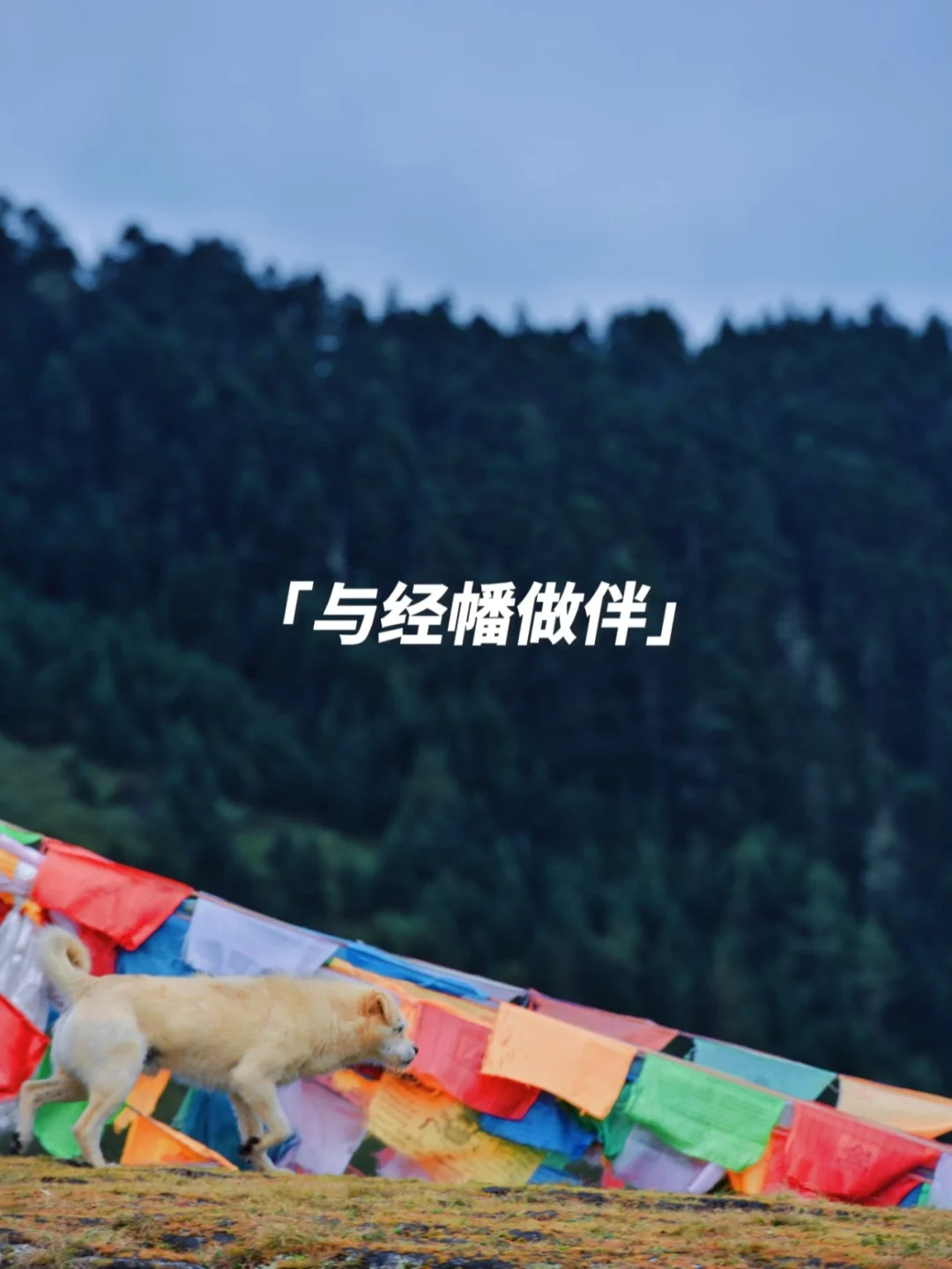 洛克之路的守望犬，致生命的顽强