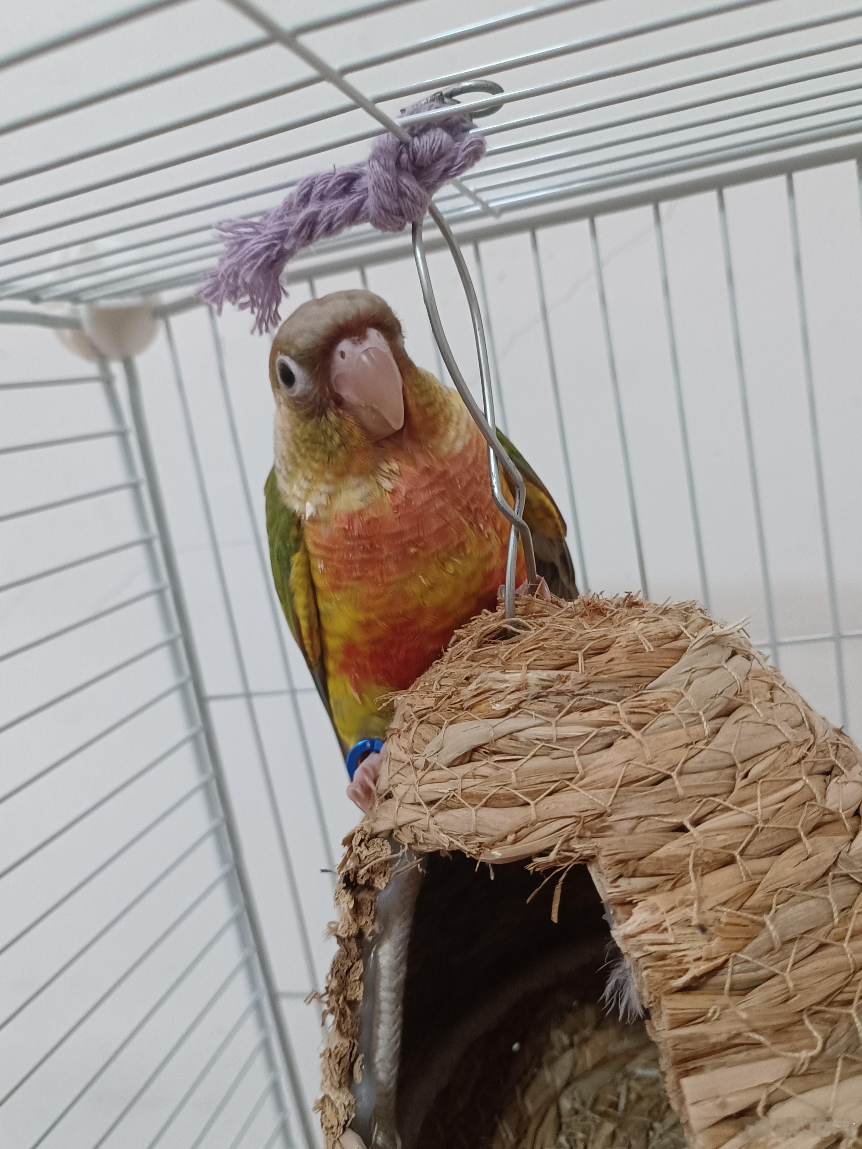 家里的鹦鹉又多了一只