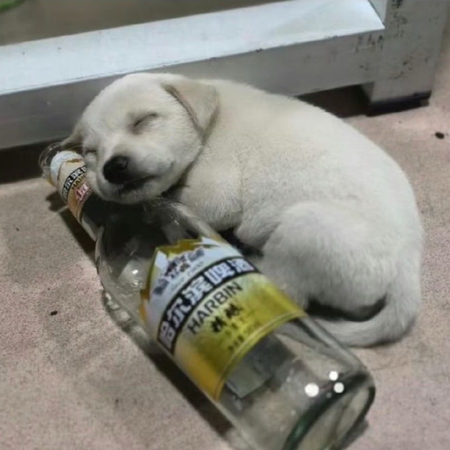 晚安宝宝狗 睡个好觉😴