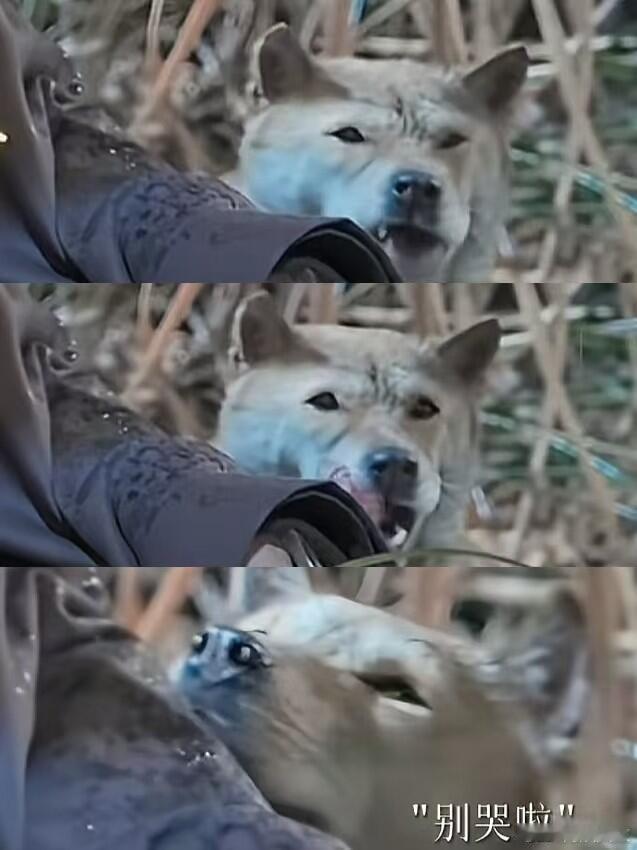 这剧咋连狗都有演技 谢淮安终于报了仇，却得知找不到父亲埋处，还好大黄带他找到墓碑