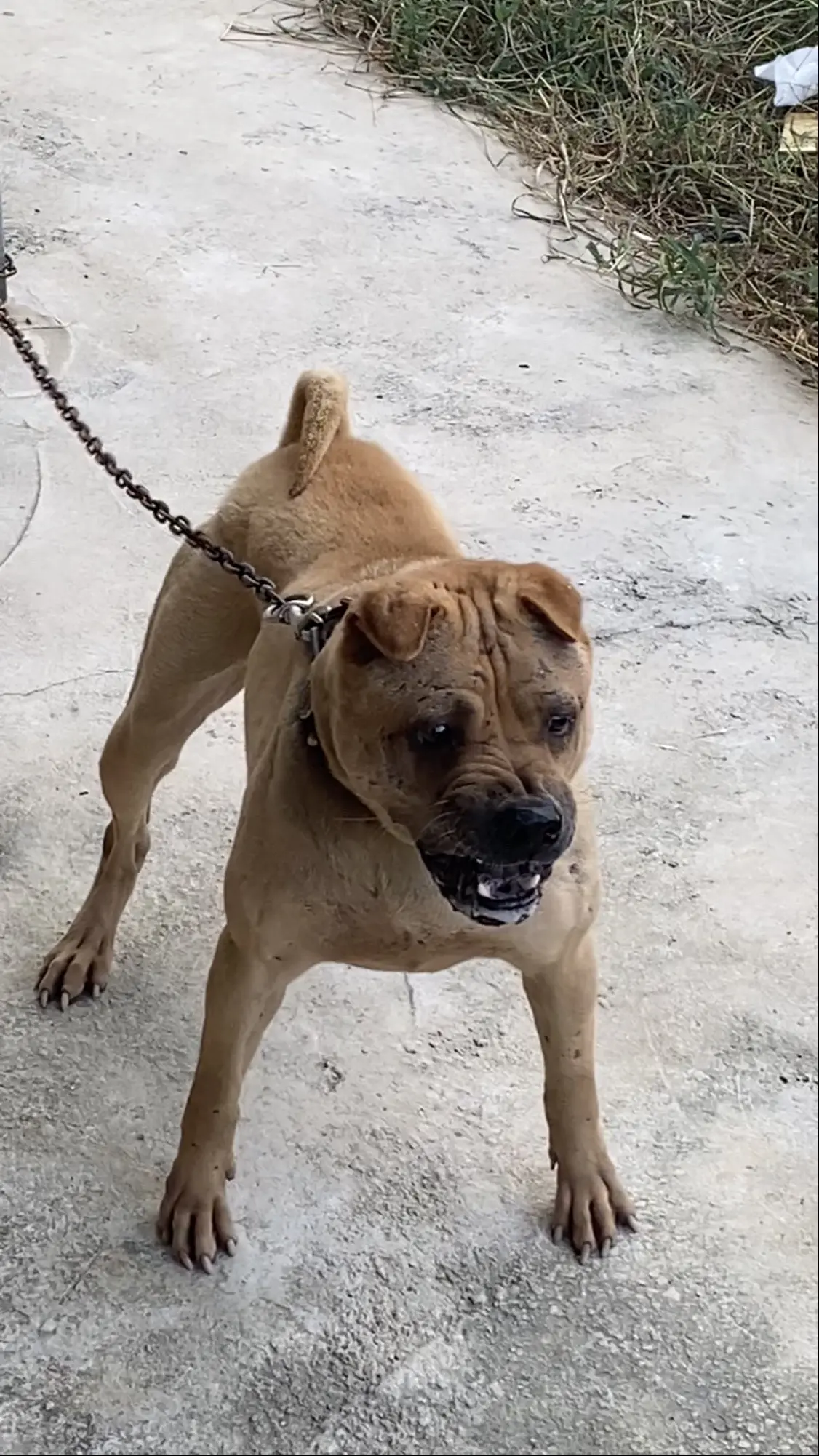 大沥骨沙-小八。出手一条这样的很容易、繁殖出一条这样的就不那么容易