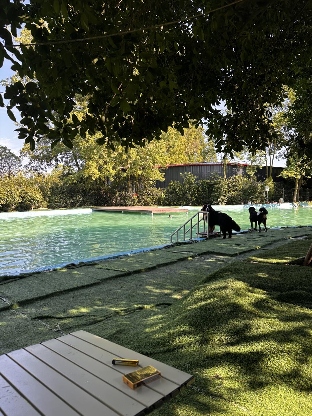 小狗的夏天🍃