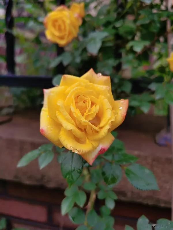 我一位“资深”老友的夫人前年去世了。朋友多次劝他再找个老伴，他总是委婉拒绝。
没