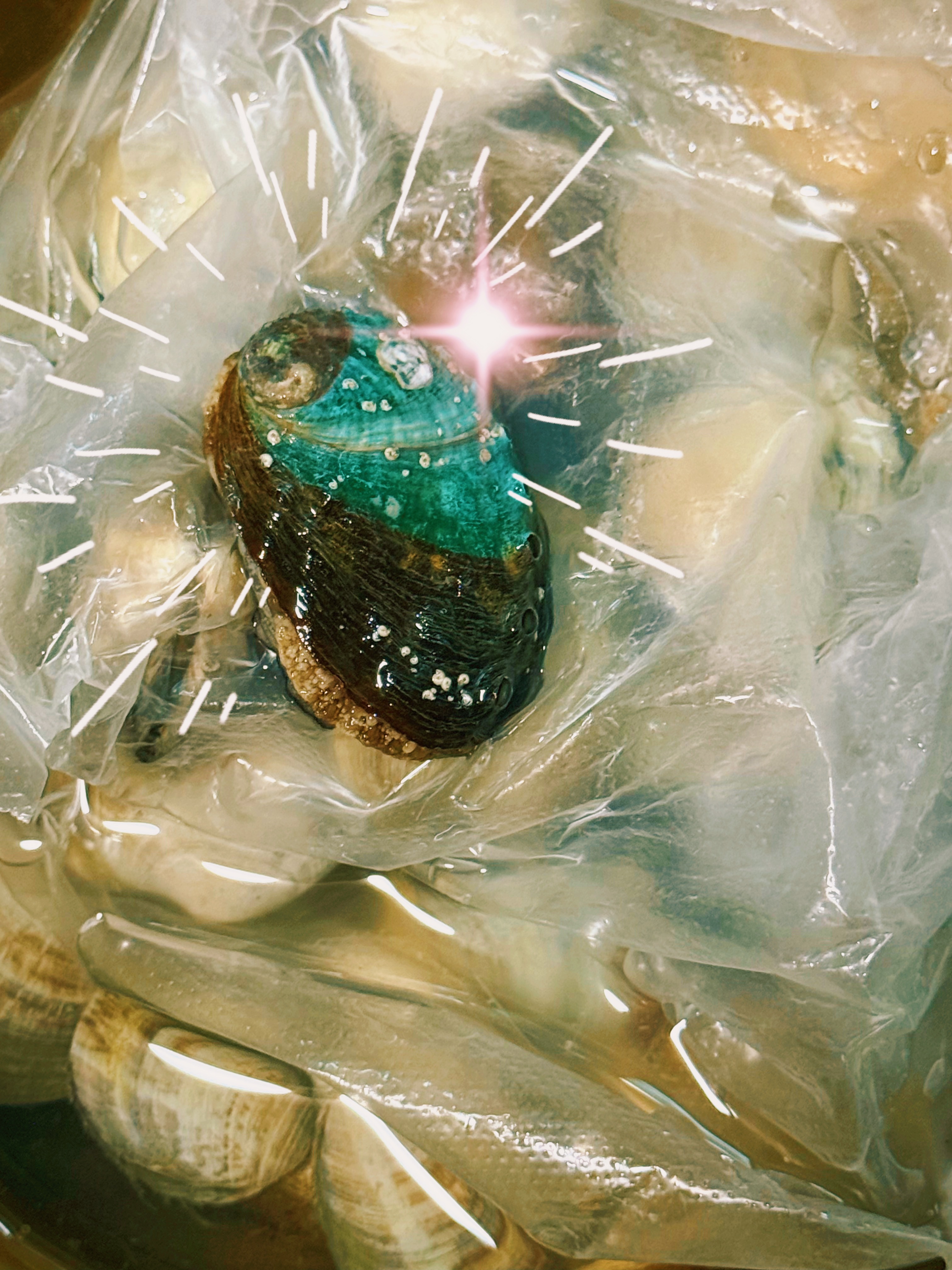 喔呦赚到了买的蛤蜊袋子上 贴了一只鲍鱼鲍鱼贴贴