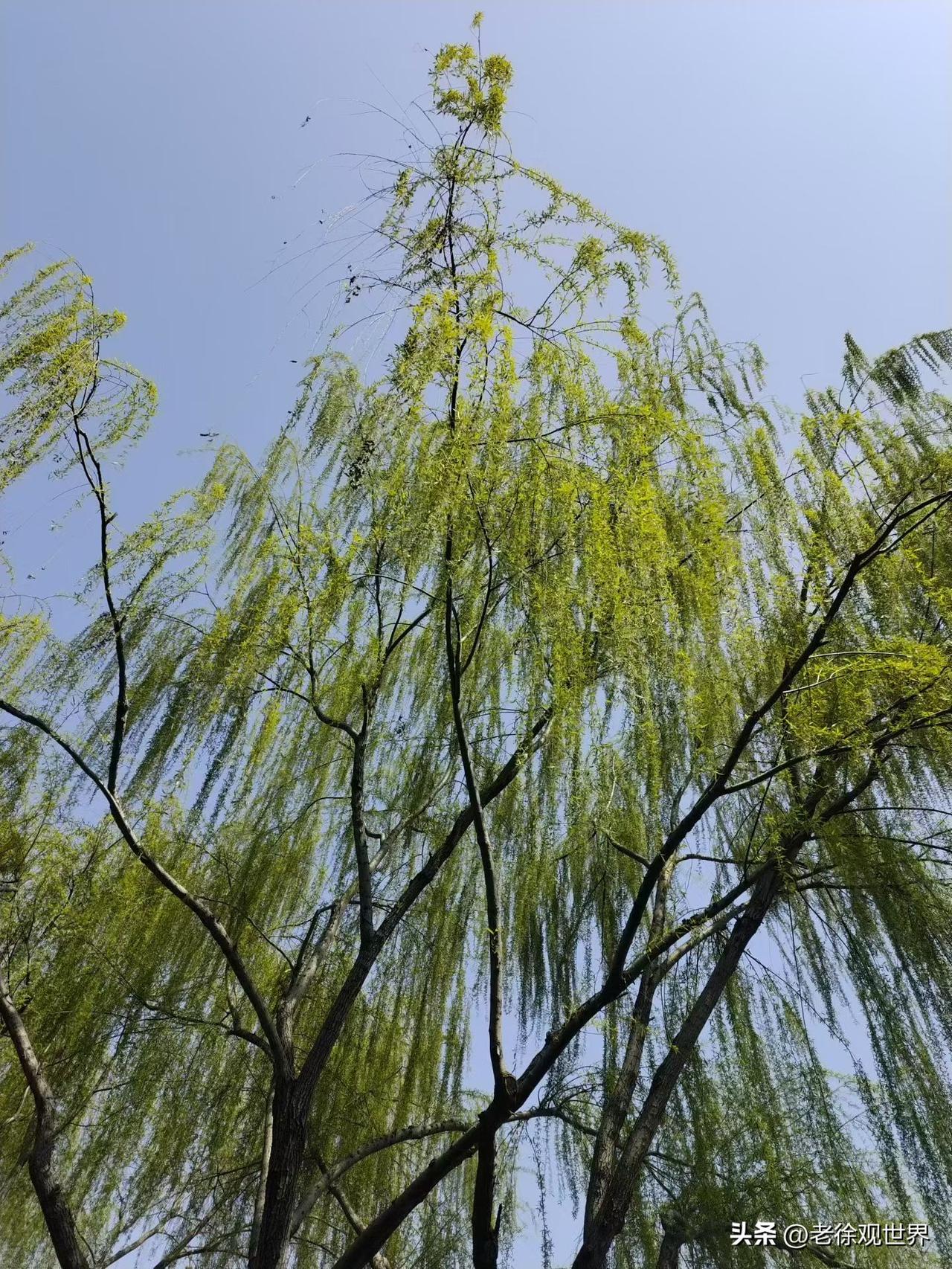 昔我往矣，杨柳依依。我心伤悲，莫知我哀。

​有人说，既然生命最后都归于寂静，那