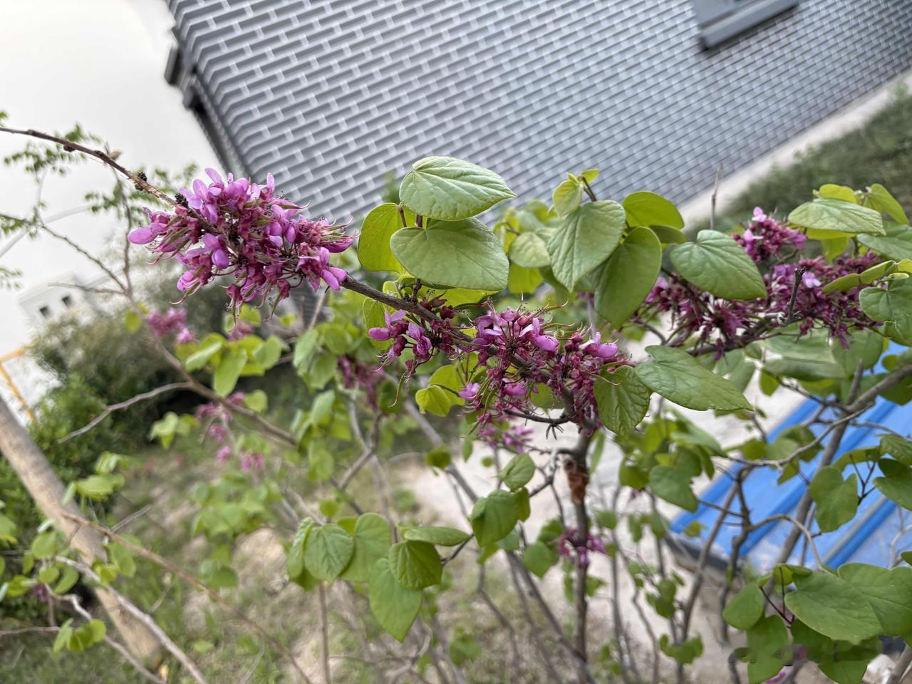 25、紫荆
/南方都市的市花也能在北方生长吗？/