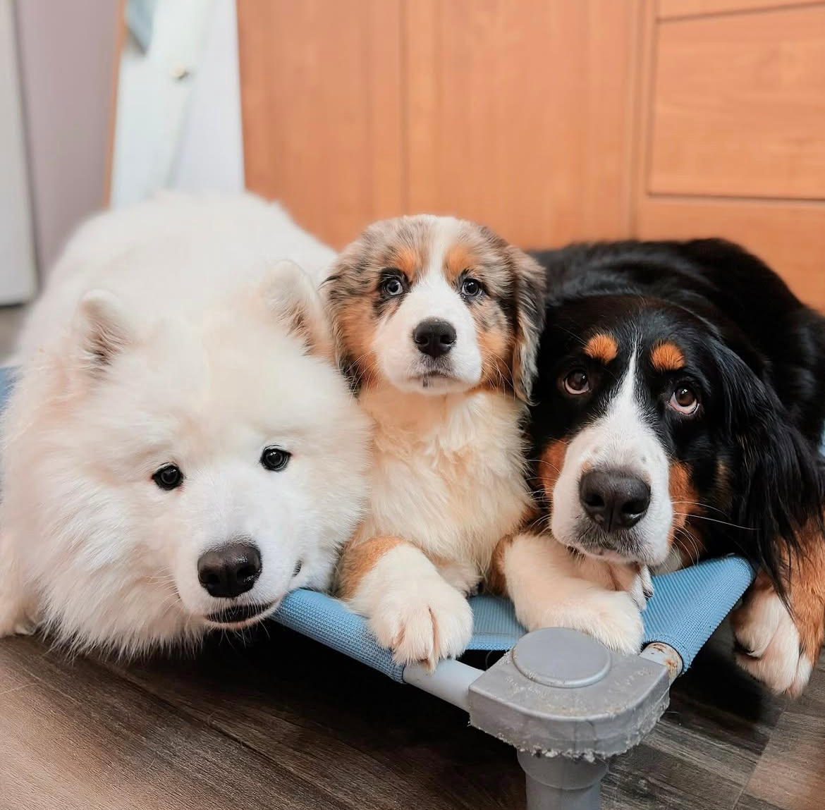 你们都没有床吗，都要挤我的 