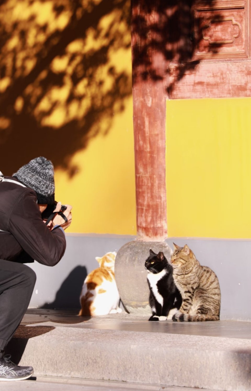 “小猫，对对，就这样让我拍一下。”旁边那只，哼，我才不拍。 