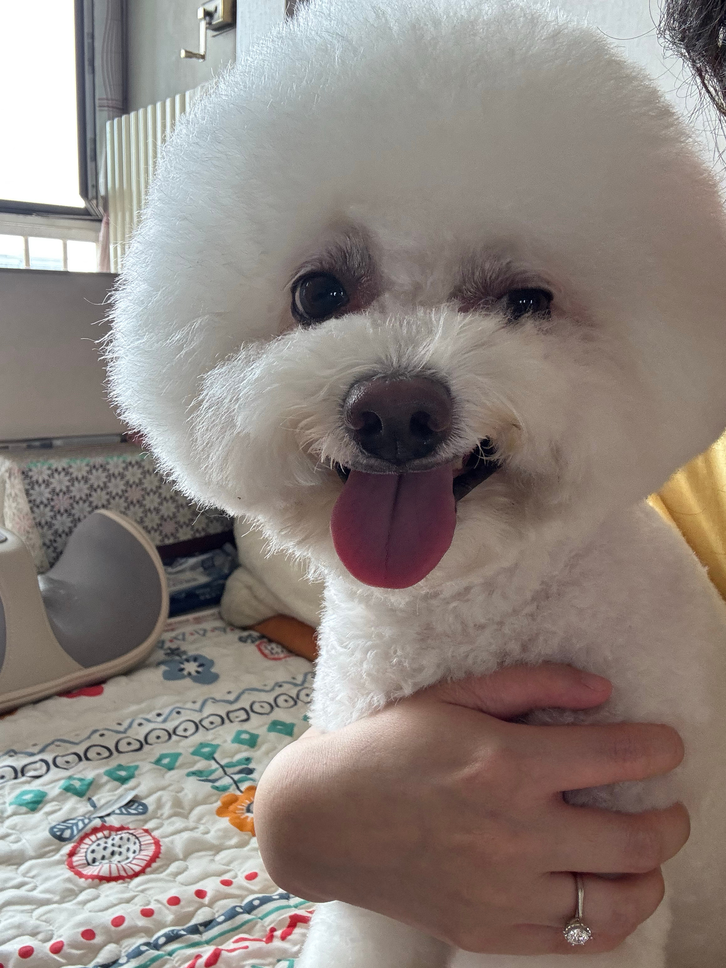谁家小狗这么好看呀