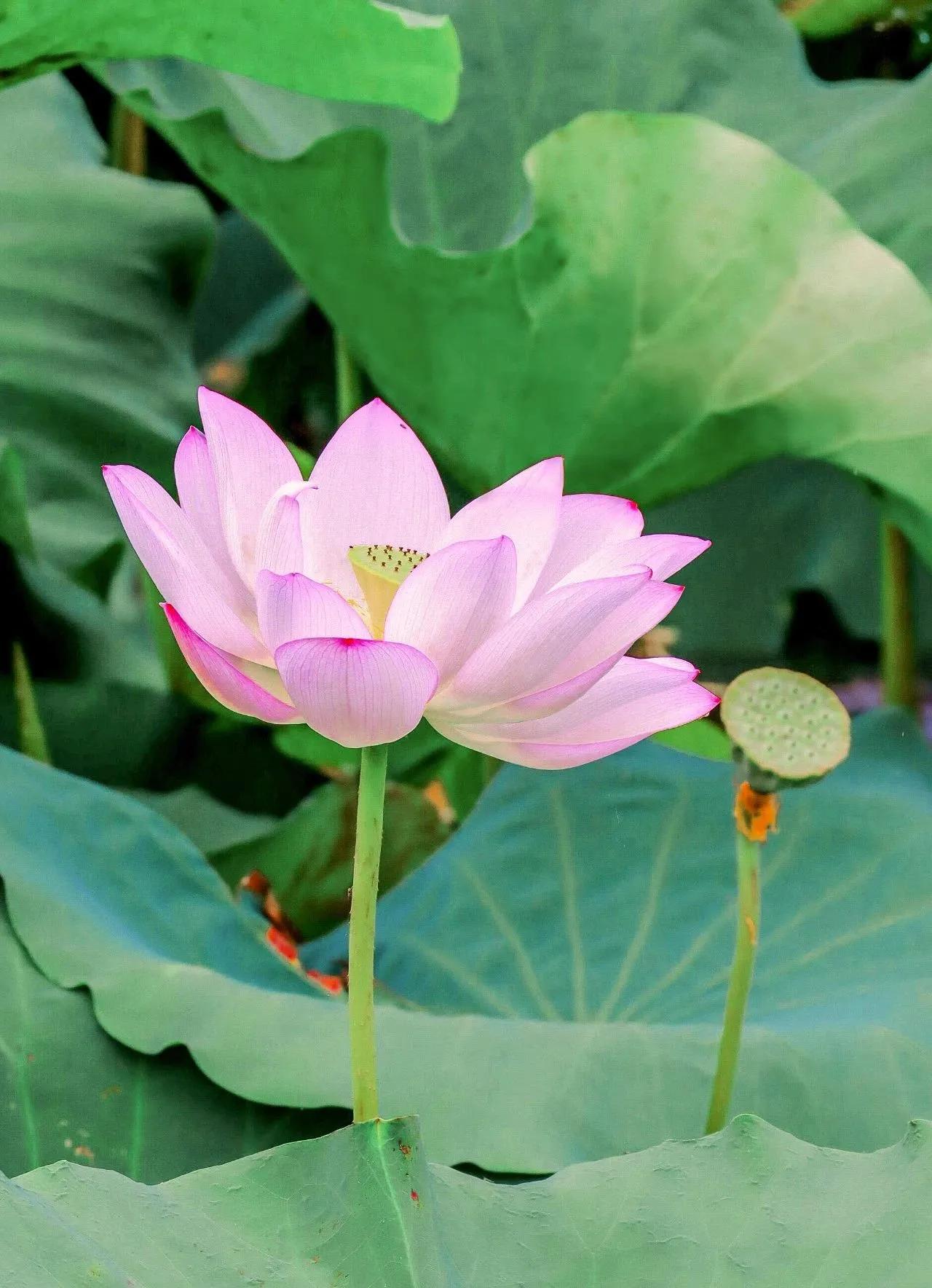 夏日艳阳高照时，
荷花盛开如梦中。
粉嫩花瓣含羞涩，
摇曳生姿映日红。

碧波荡